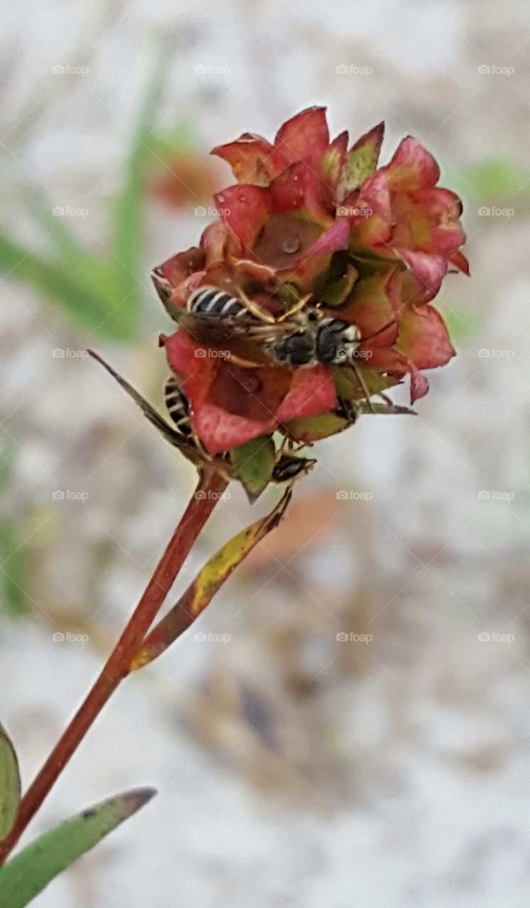 Nature, Leaf, Flower, No Person, Flora