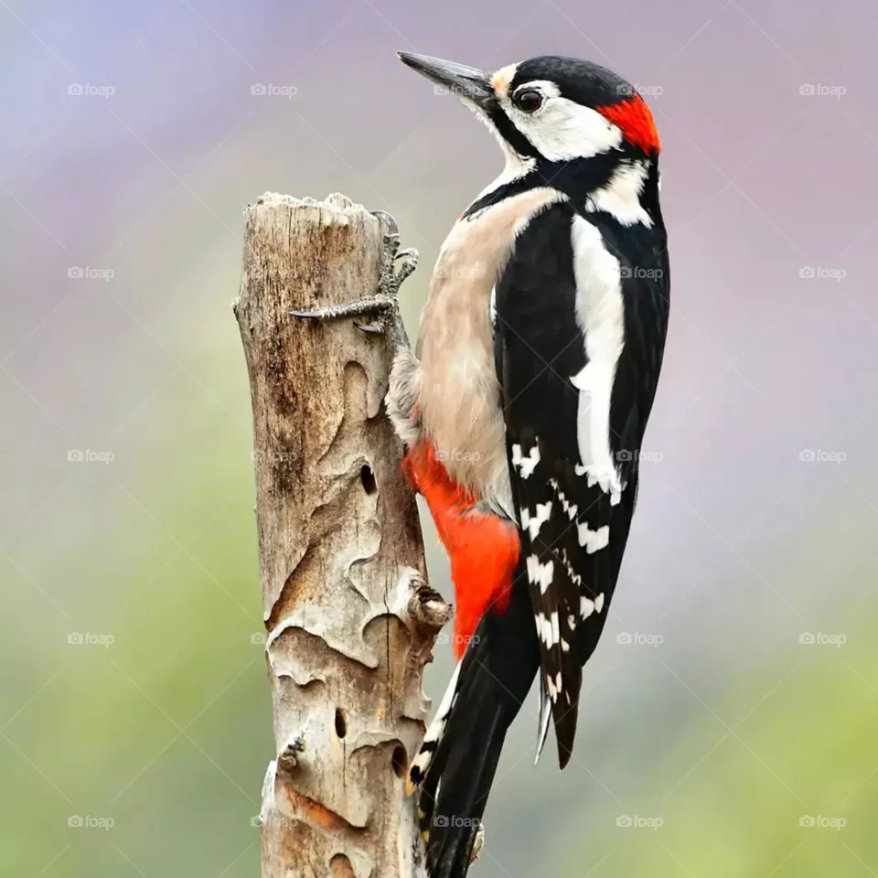 Nature's creativity
