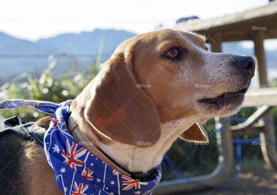 Out exploring with the doggy.