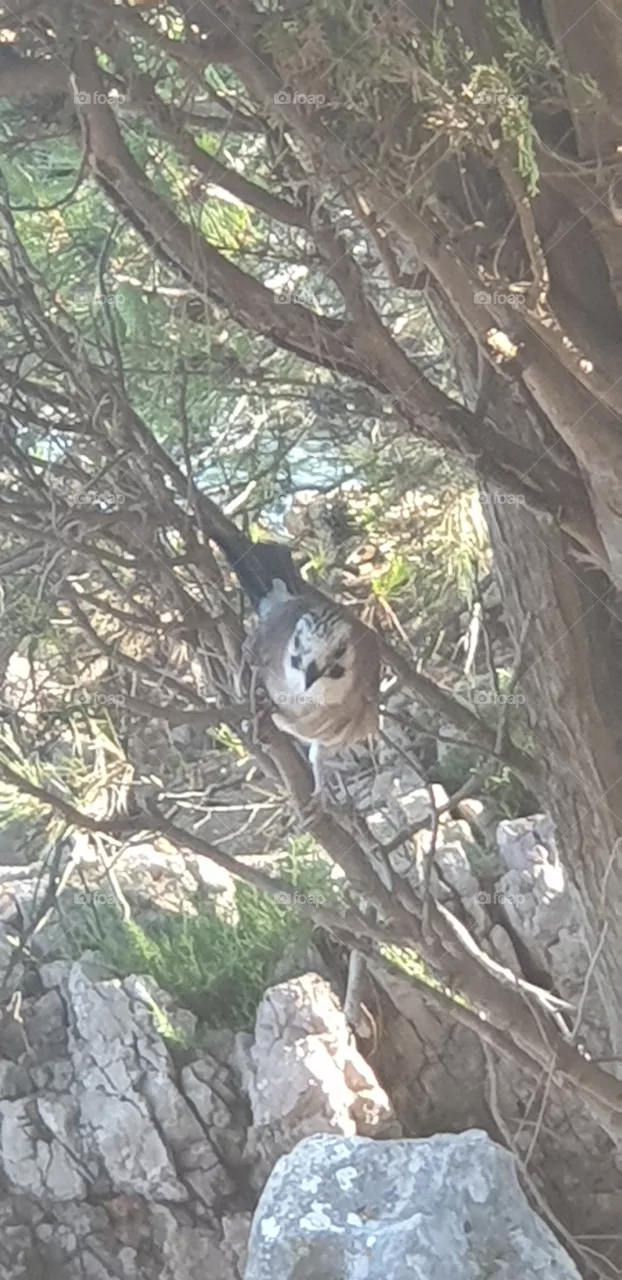 bird in the nature