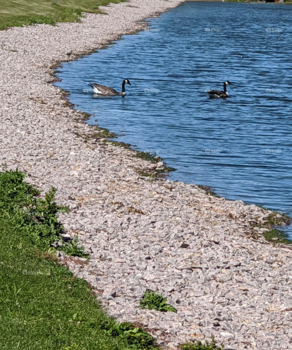 Canada Geese