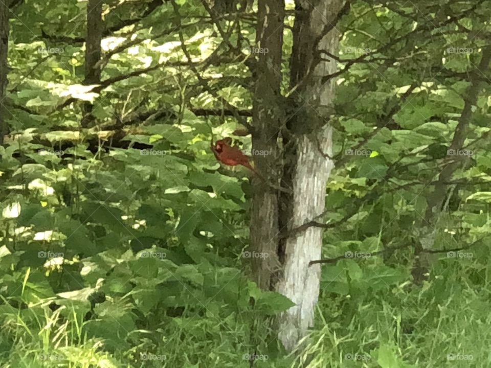 A great day and seen a bright red beautiful cardinal sitting up in the trees.