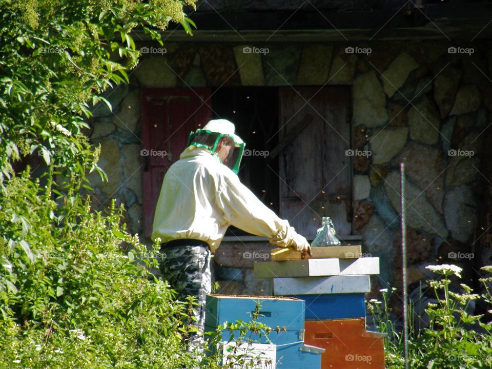 Working with bees, Italy