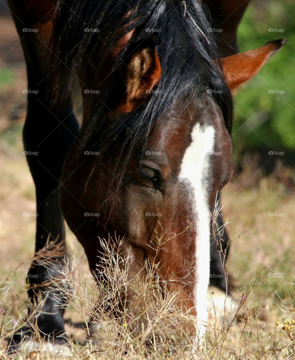 Wild Horse Grazing in Desert