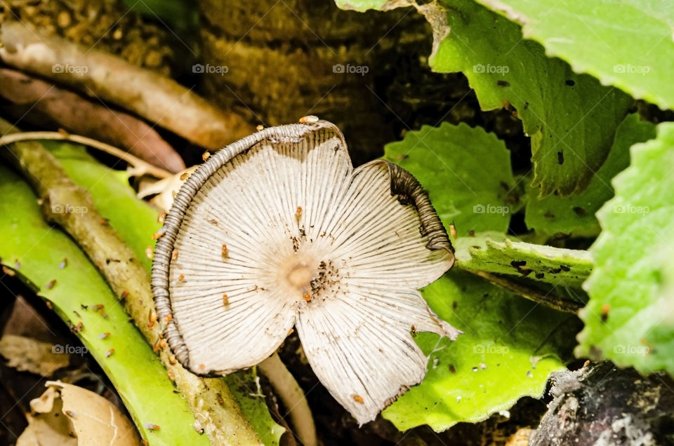 Split Cap Of The Gymnopilus Palmicola With Flies