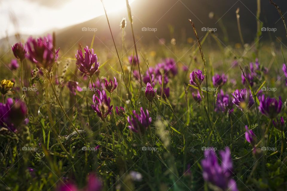 Purple flowers at sunset