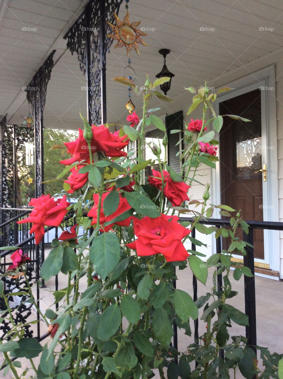 Rose bush