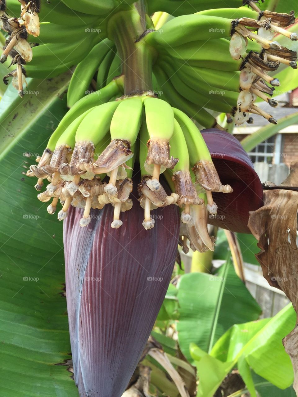 Banana Tree bud