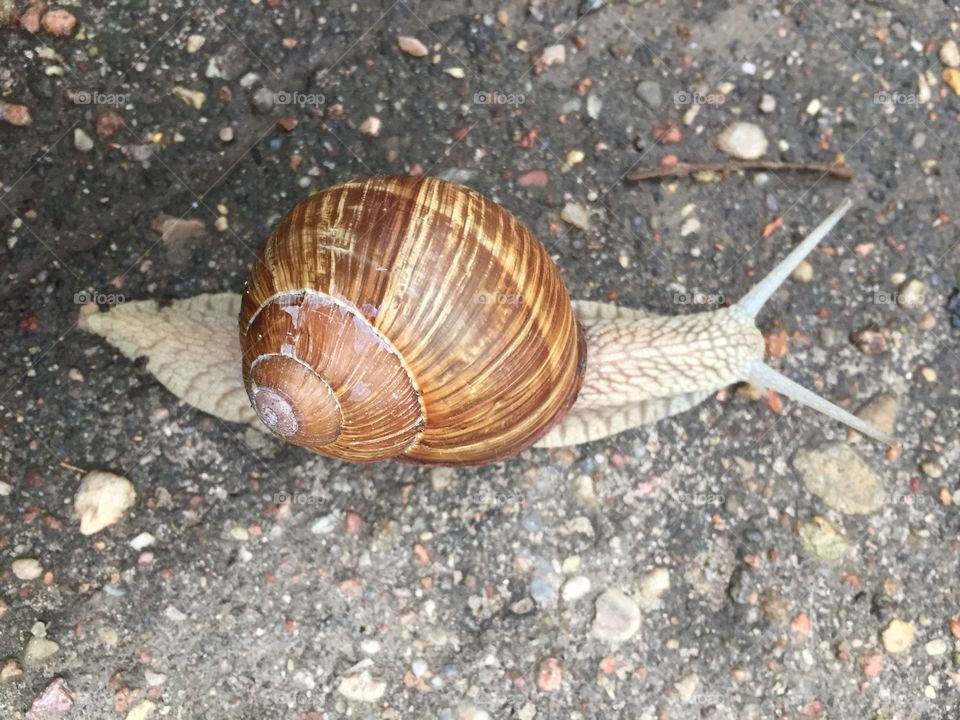 big snail 