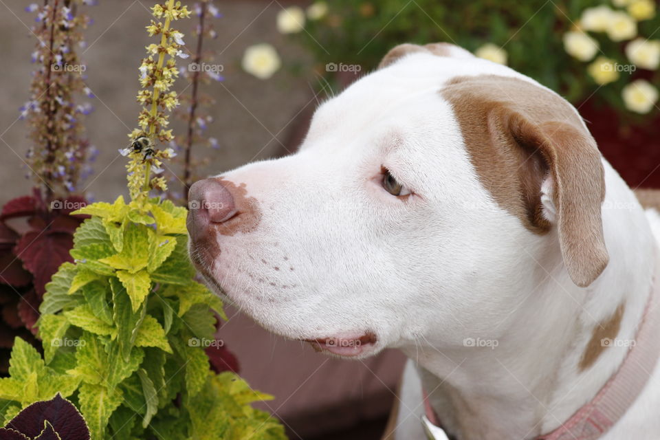 Garden curiosity 