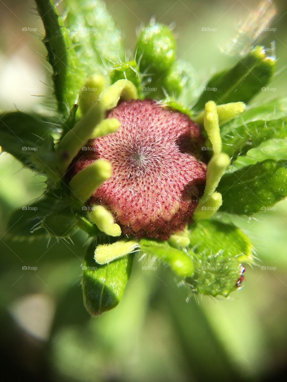 Bud from above