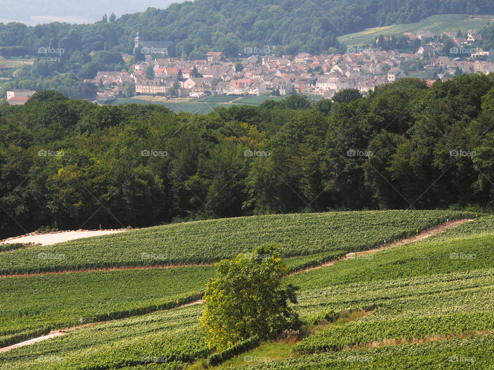 Champagne. Vineyards 