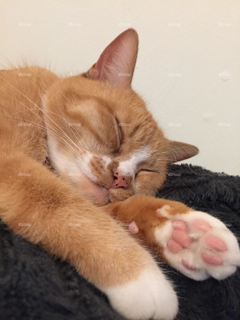 Cat, Cute, Mammal, Pet, One