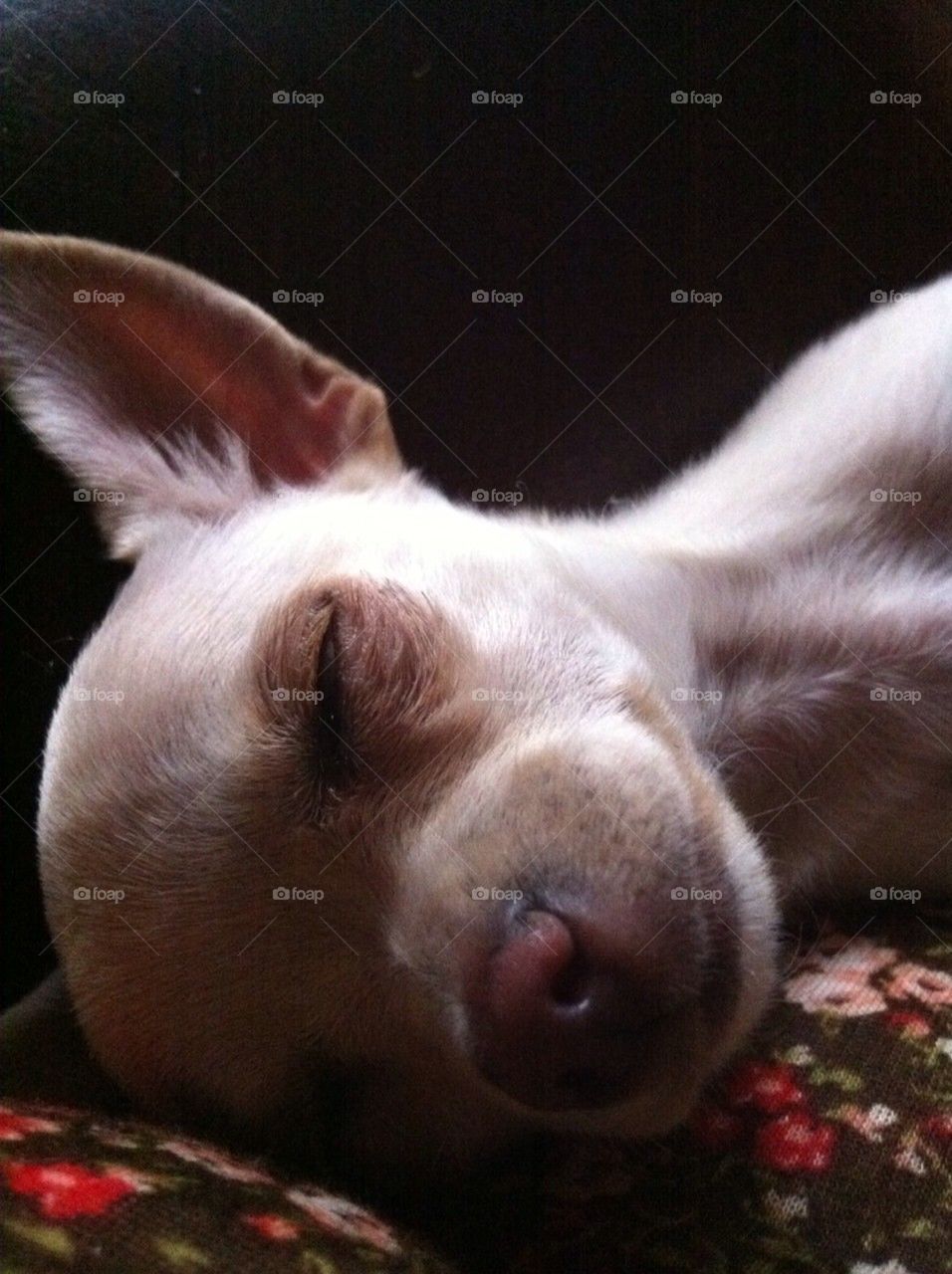 dog puppy sleep chihuahua by kcovillo