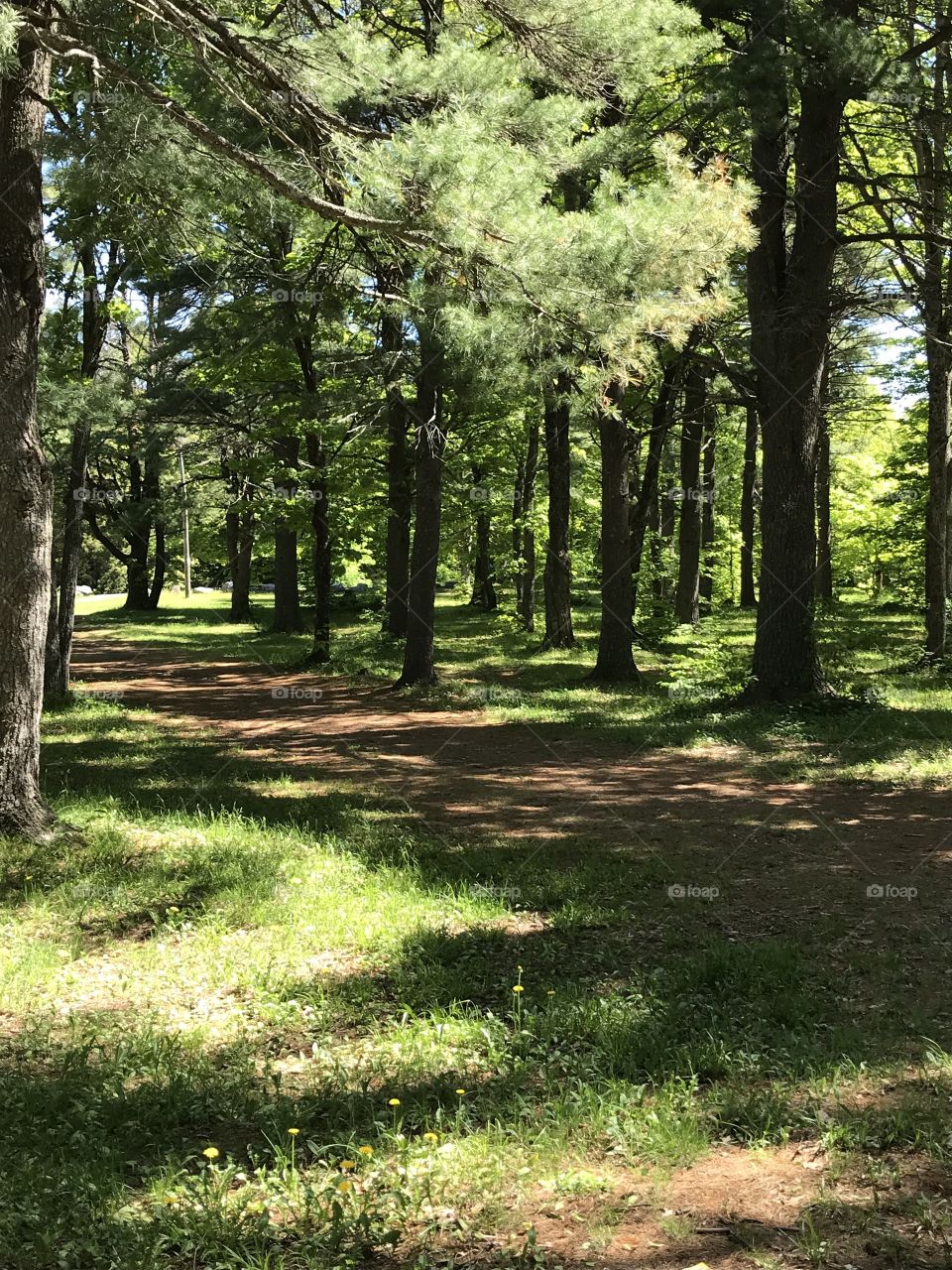 Beautiful path through forest