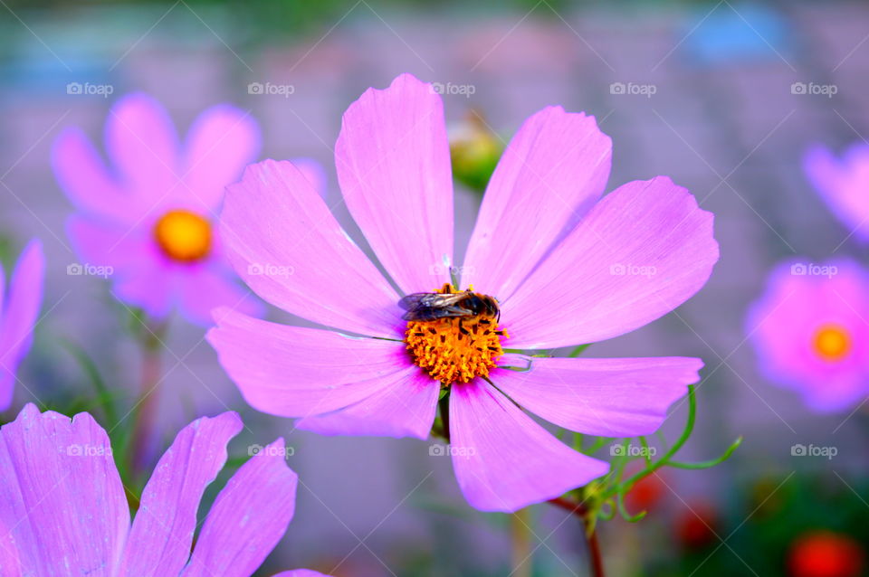 bee on flower