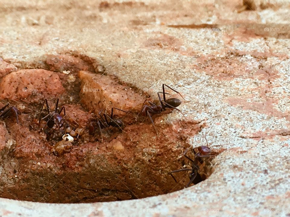 Worker ants closeup outdoors edge of hole feeding frenzy