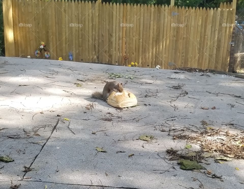 Squirrel enjoying a loaf of bread
