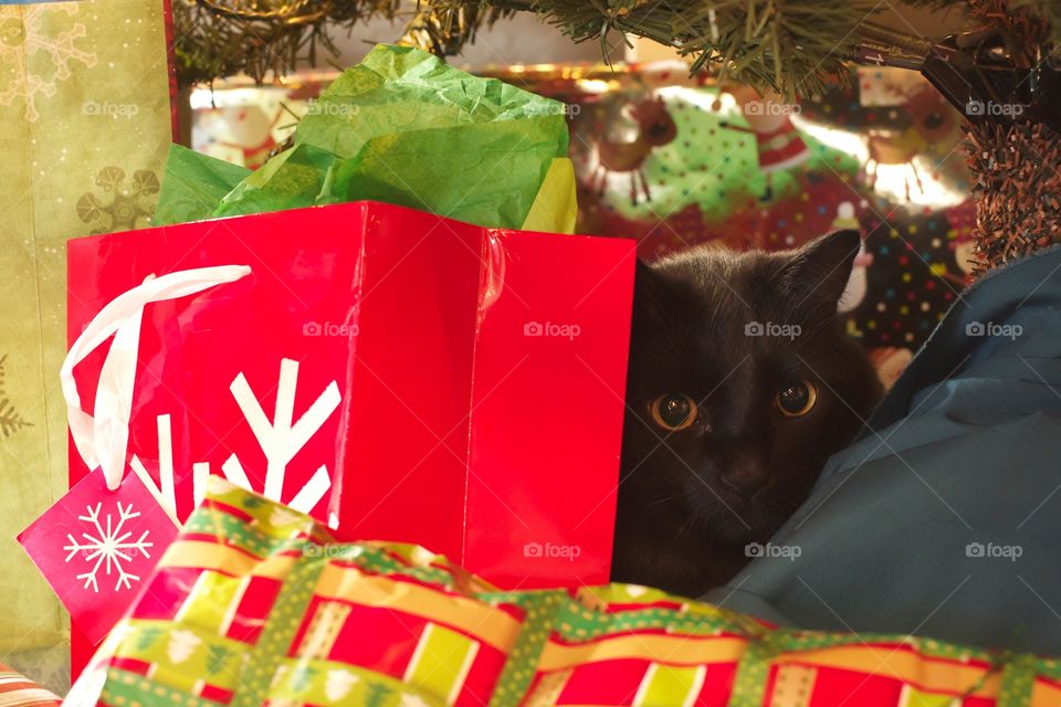 Cat under a Christmas tree