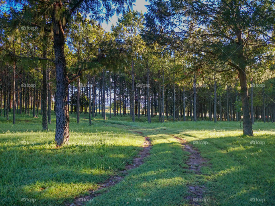 path at pines forest