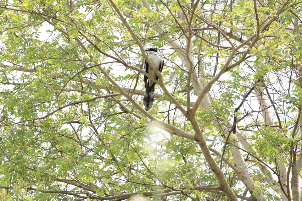pied cuckoo