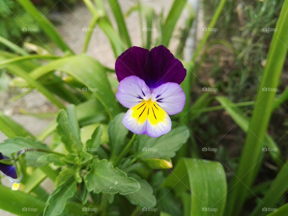 flower colors