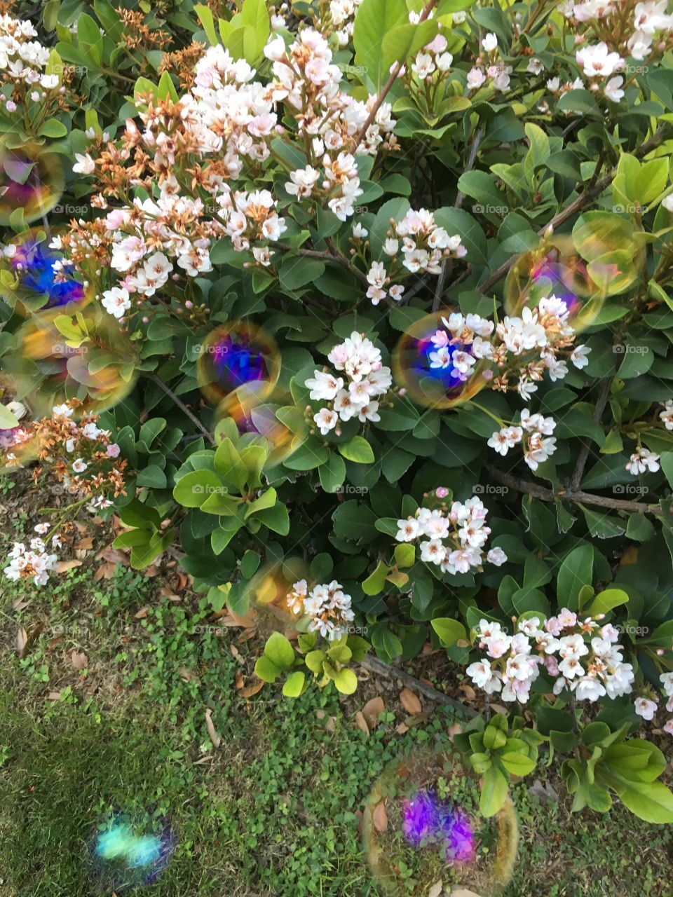 Bubbles and flowers 