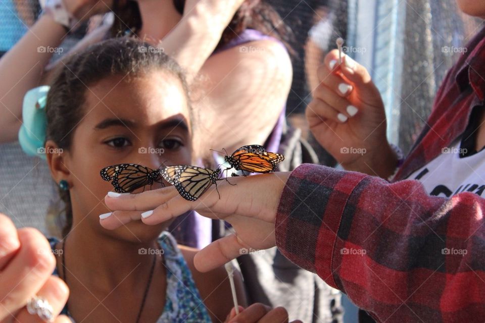 Butterfly Wonder