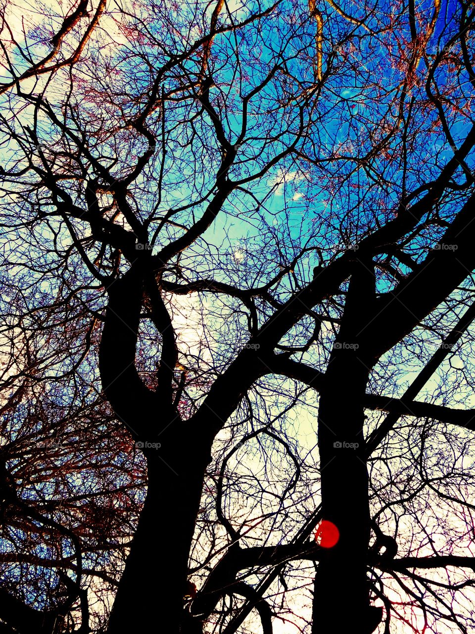 Beautiful view thru the trees