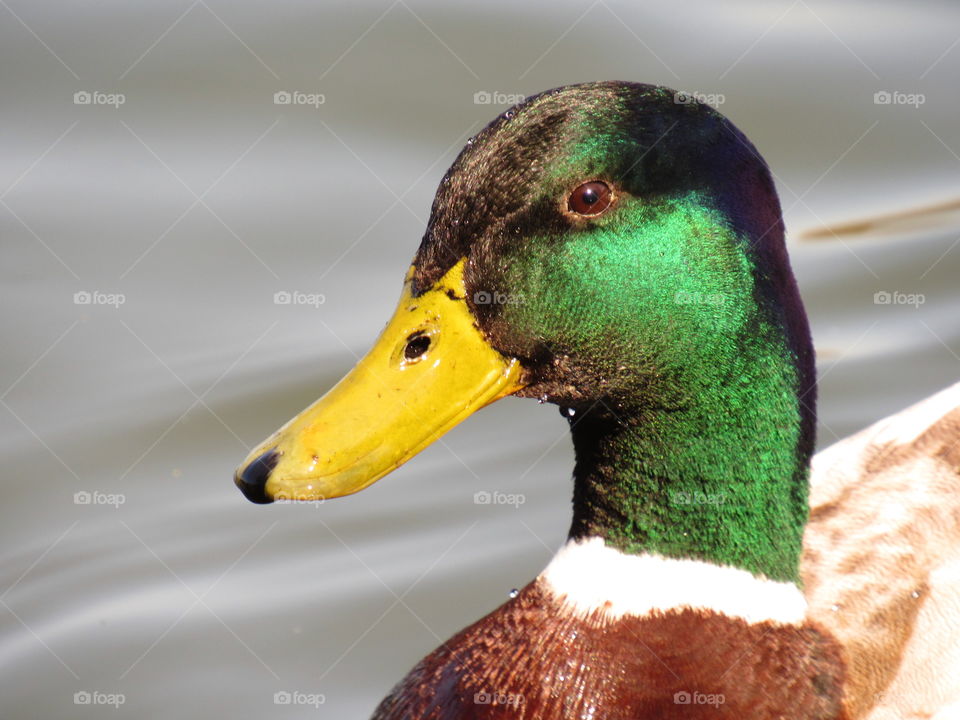 duck