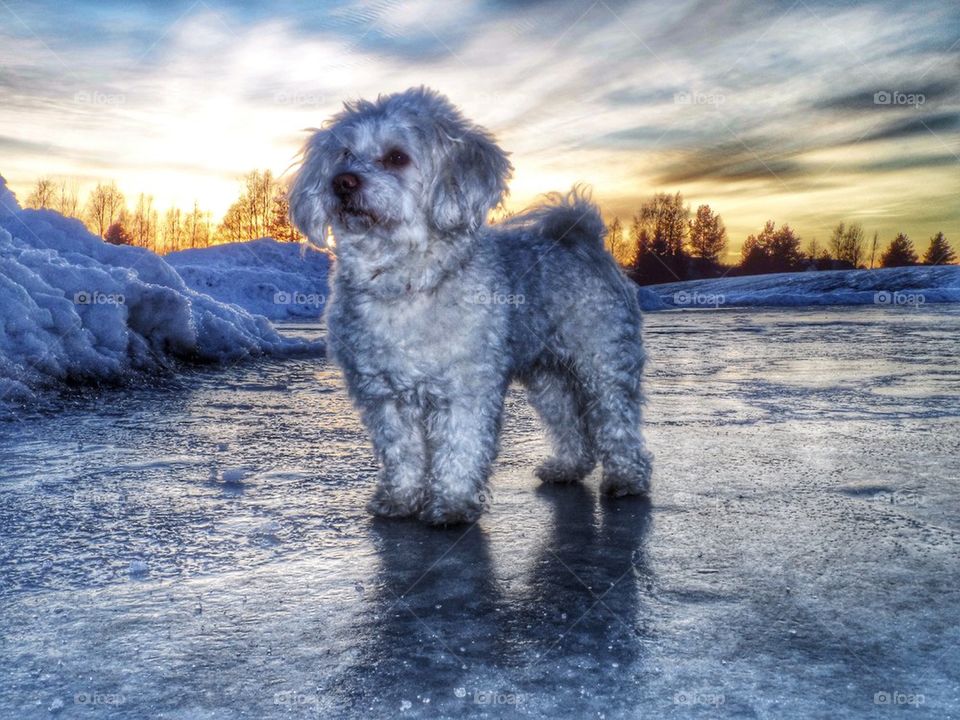 Puppy In Winter Sunset