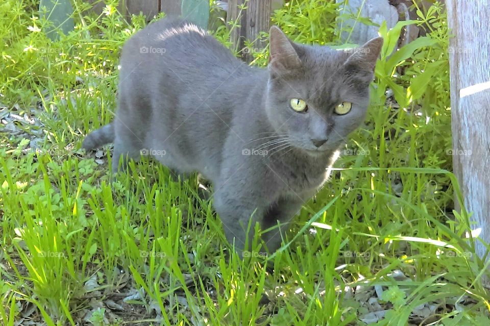 Beautiful gray cat