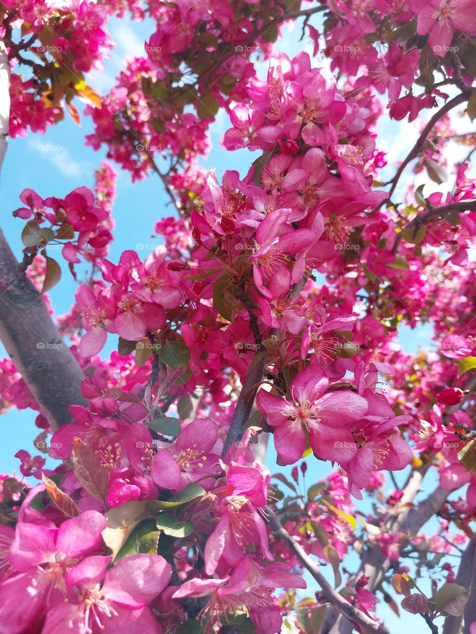 Pink Crab Apple Blossoms