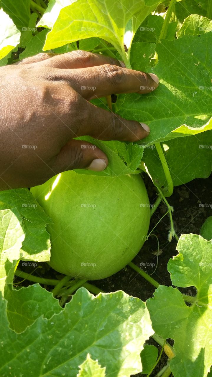 Food, Fruit, Pasture, Leaf, Agriculture