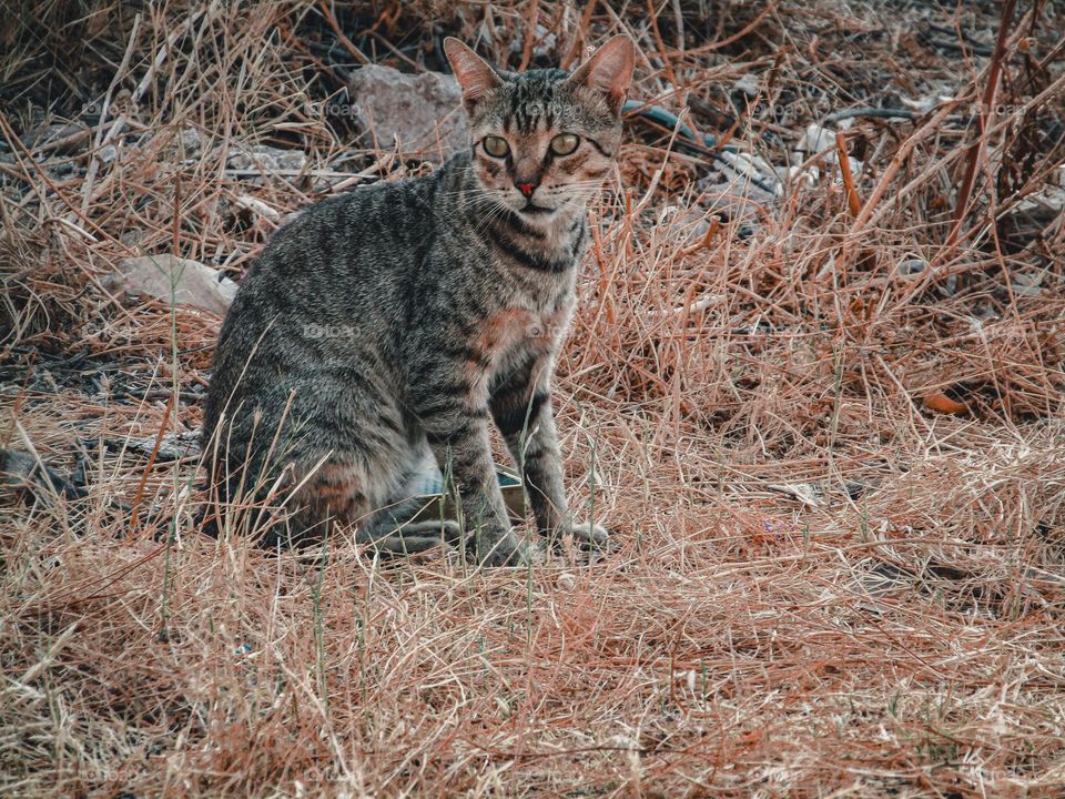 A beautiful Moroccan cat