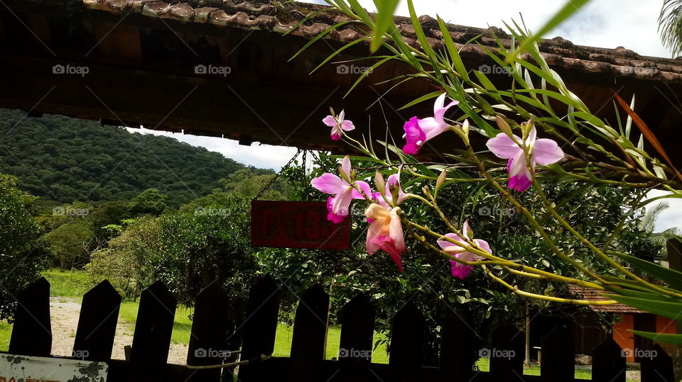 PORTAL ORQUÍDEA PORTÃO
