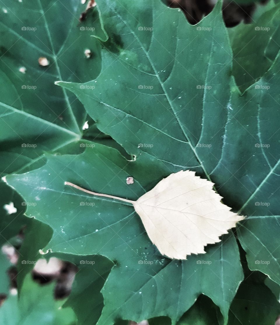 Leaf on leaf