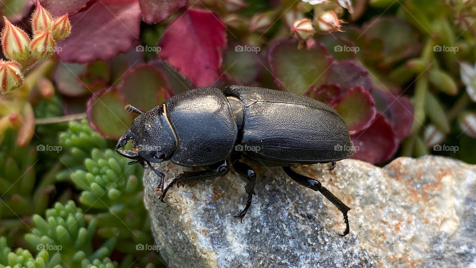 Beetle 