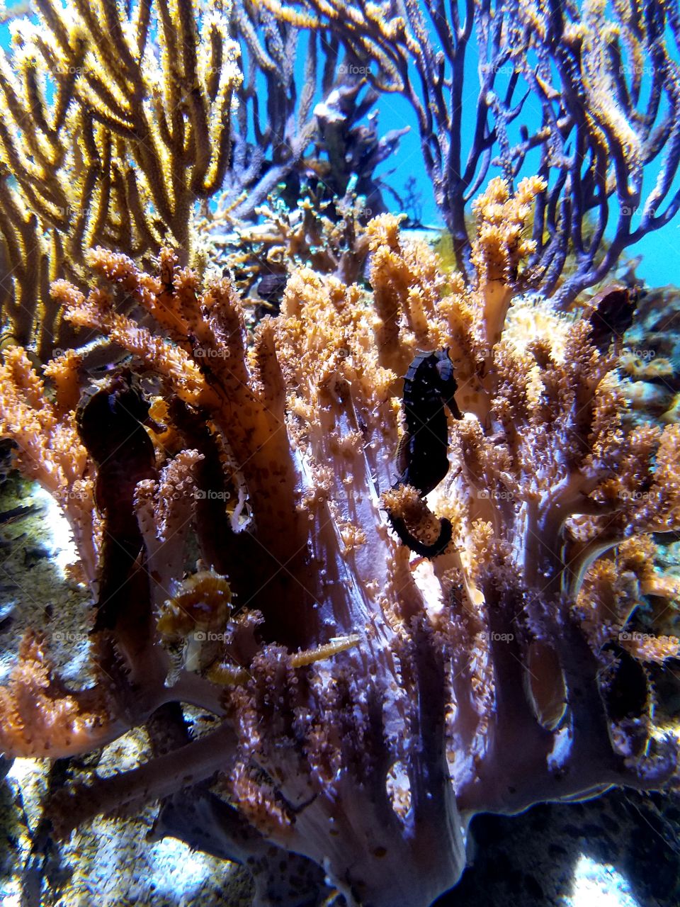 Seahorses in habitat of bright and colorful coral.