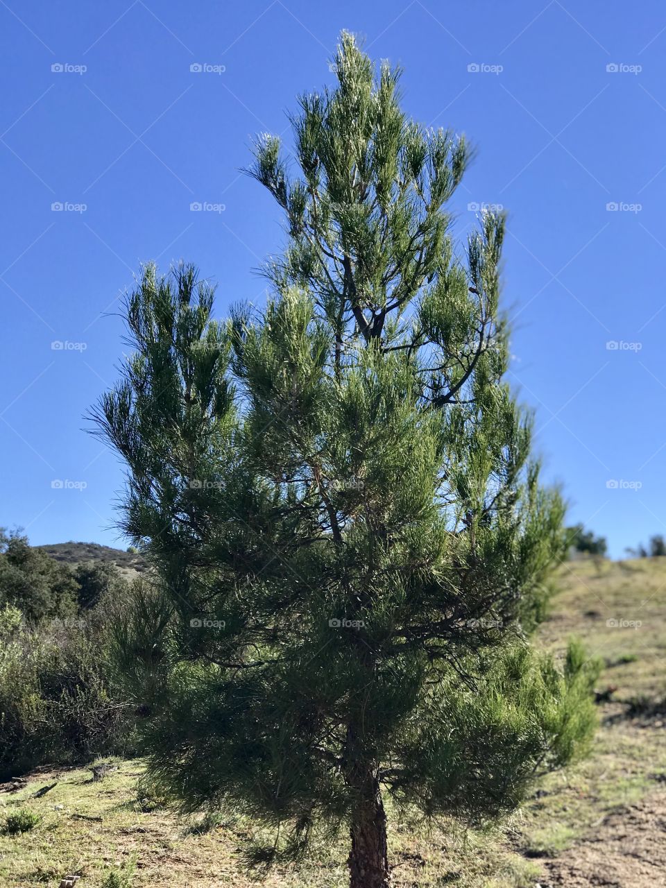 Pine tree with blue sky 
