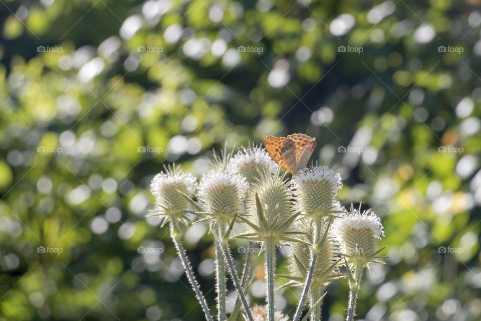 Beautiful butterfly on the plant 