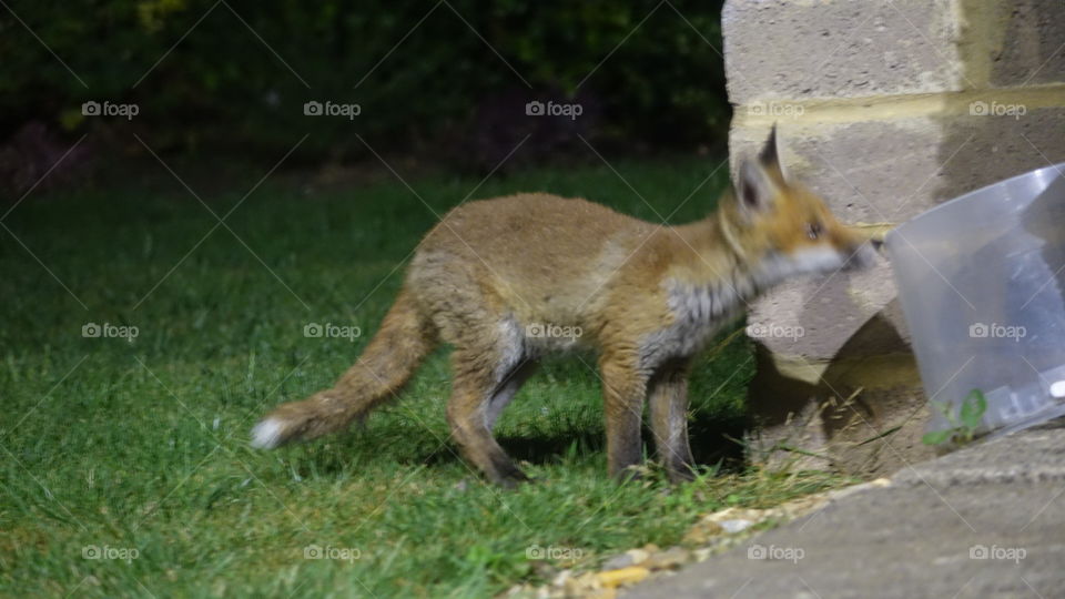 Fox cub