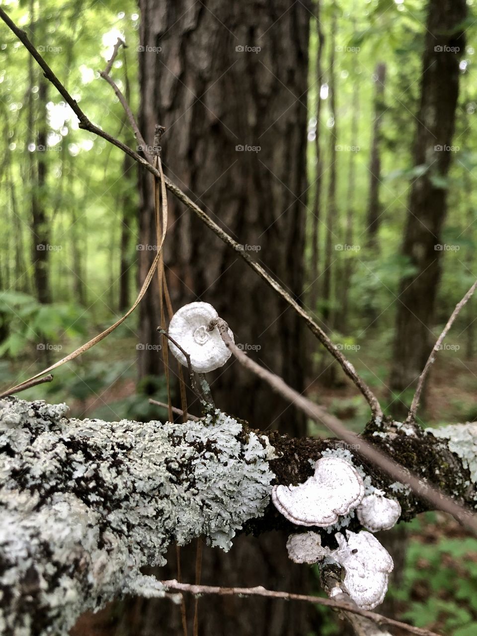 Interesting arrangement of fungi 