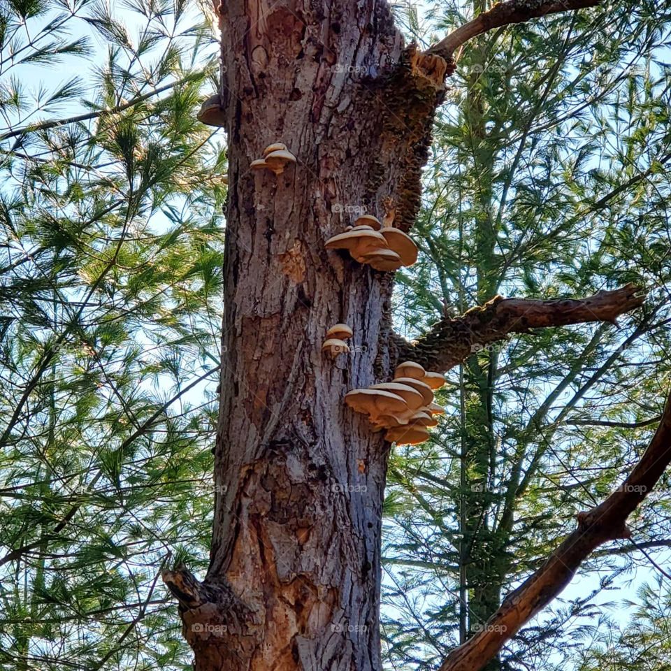 oyster mushrooms, harvest, survival