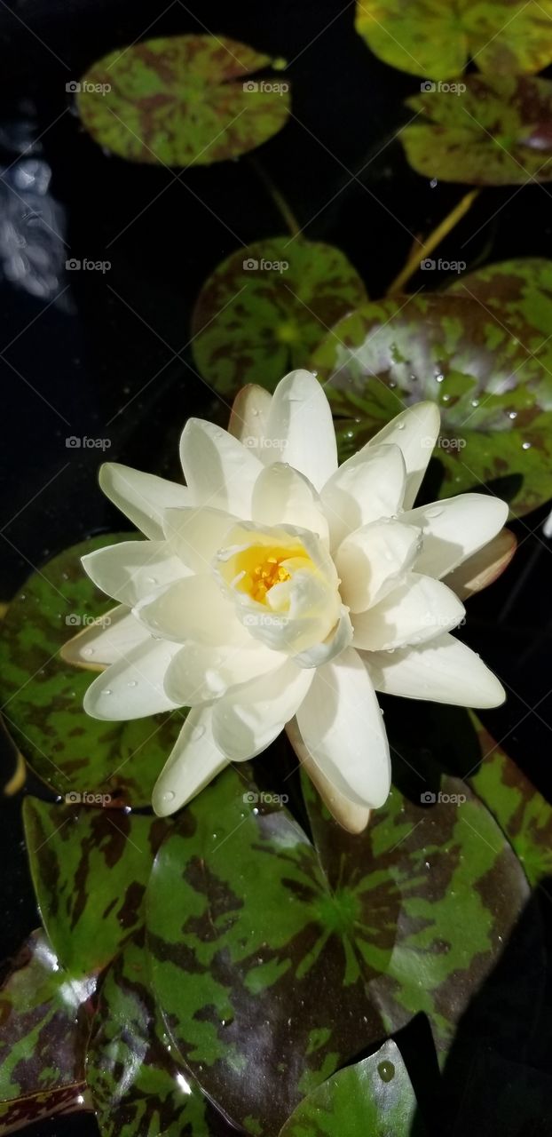 Beautiful water lily