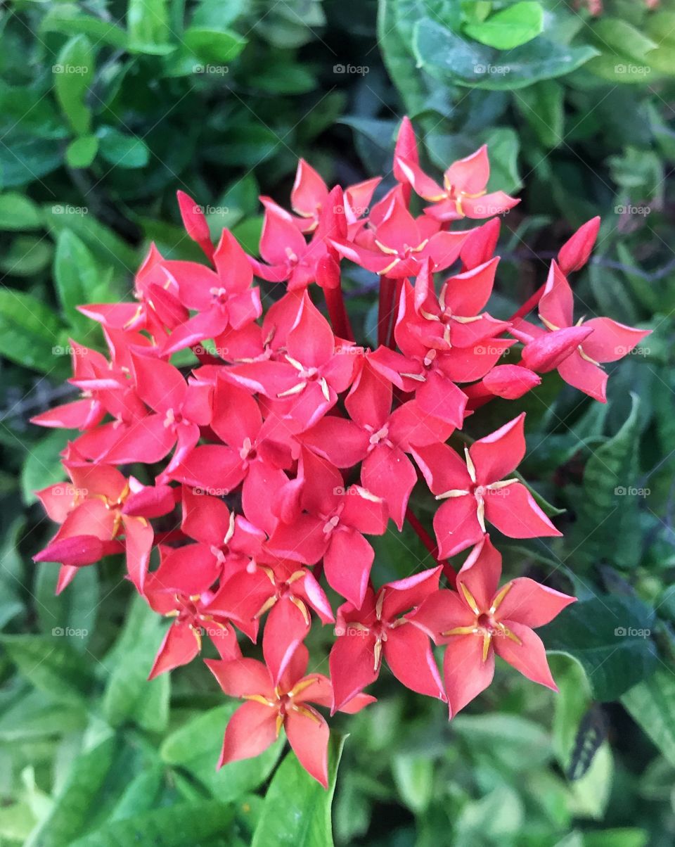 Pink blossoms 