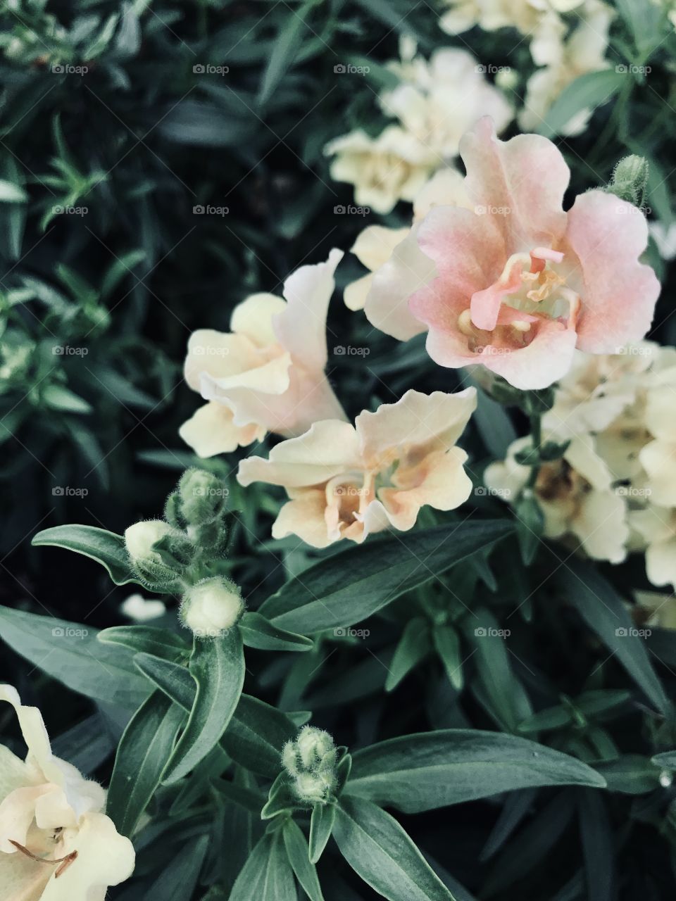 A pastel pink/yellow flower in the garden. 