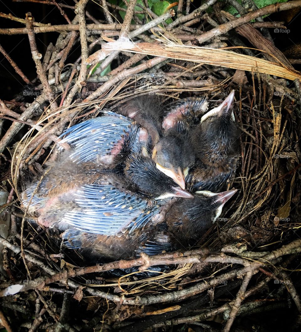 baby birds out back