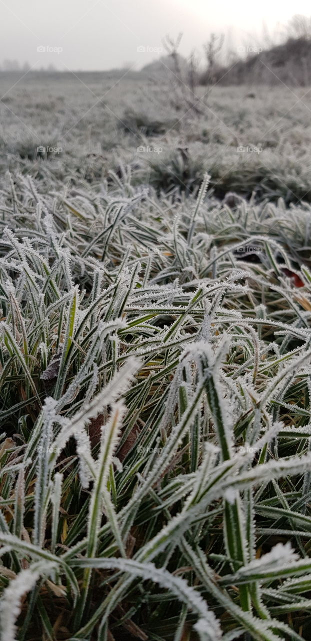 Grüne Grashalme mit weissen Eiskristallen  am frühen nebeligen Wintermorgen