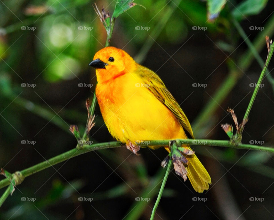 orange bird zoo bronx by delvec